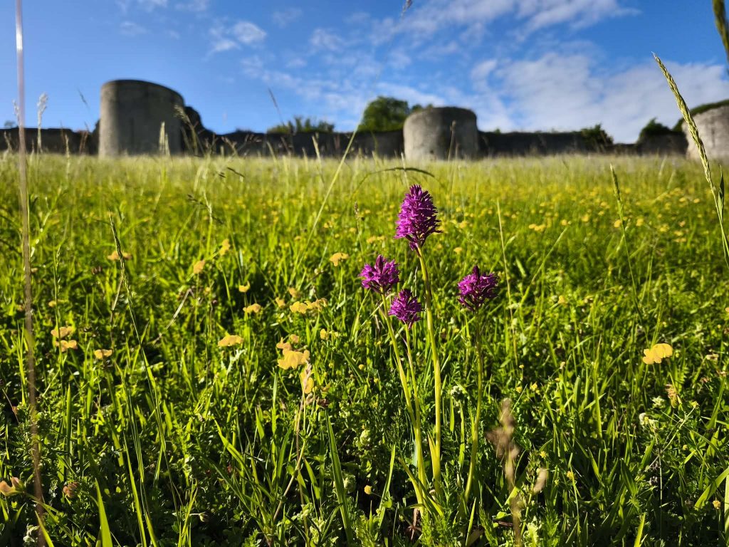 fleur coucy le chateau